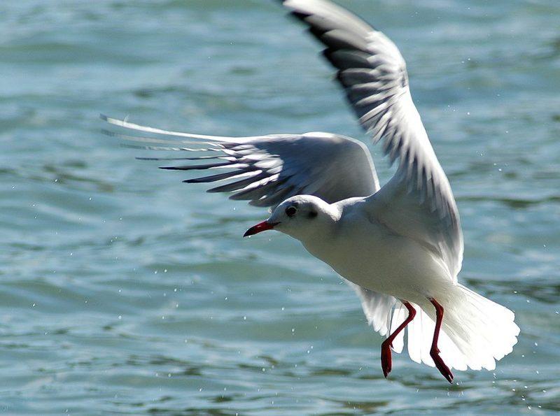 What Future for the ‘Wikipedia Seagull’ on Kazakhstan's Brand New Banknotes?